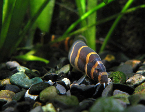 Snail sales eating loach